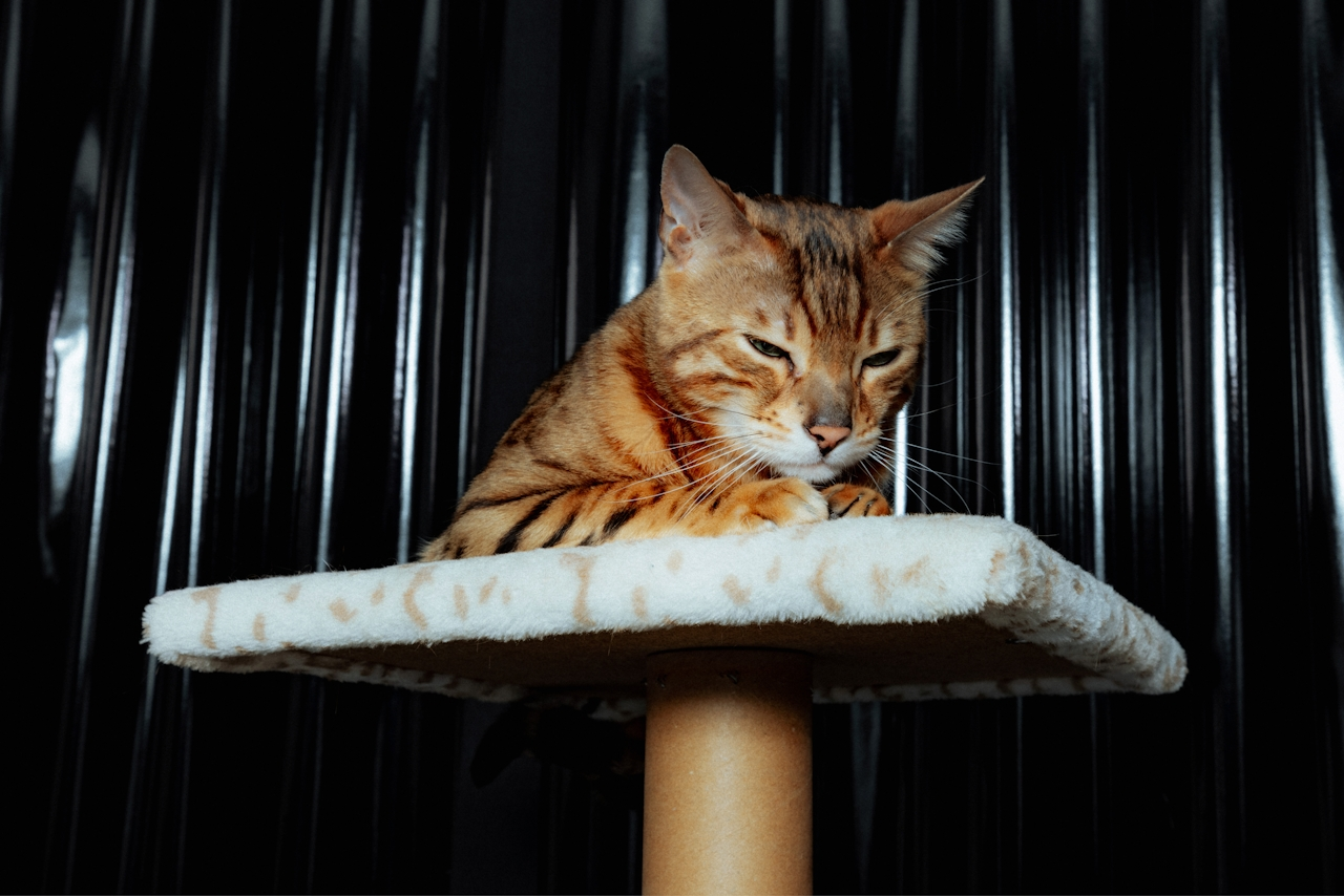 Merlin le chat qui nous révèle des choses pendant une séance de Communication animale