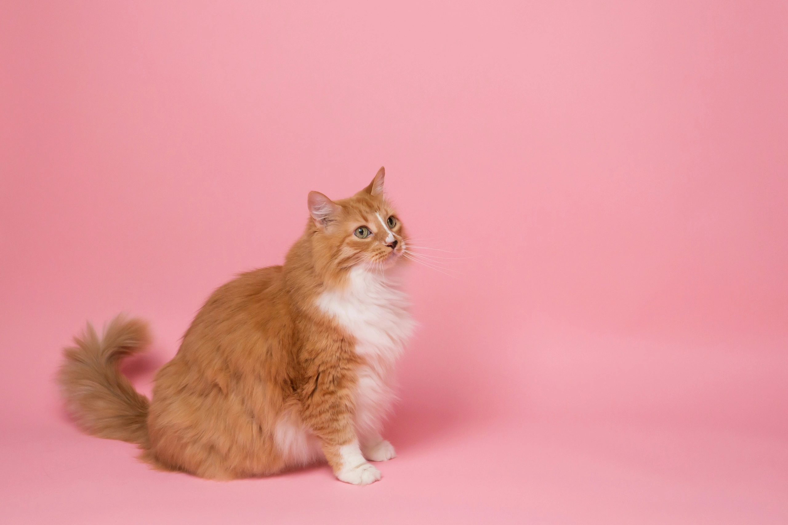 Communication animale chat madalena bernardino